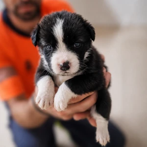 ASHA