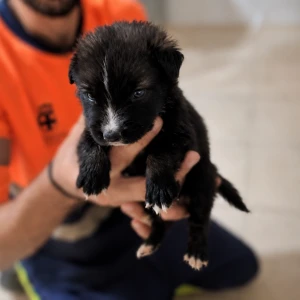 ANOUK