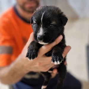 ANOUK