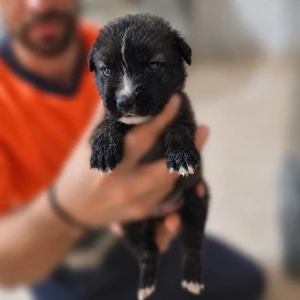 ANOUK