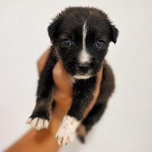 LOKI