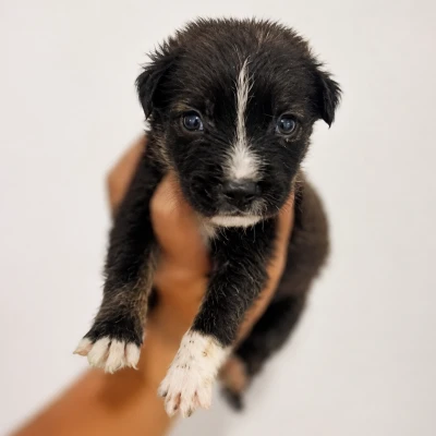 LOKI