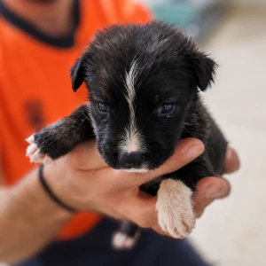 LOKI