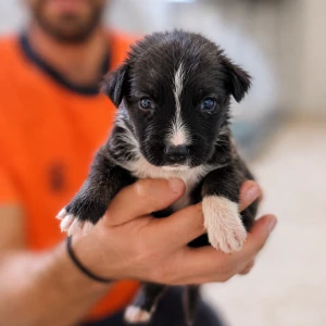 LOKI