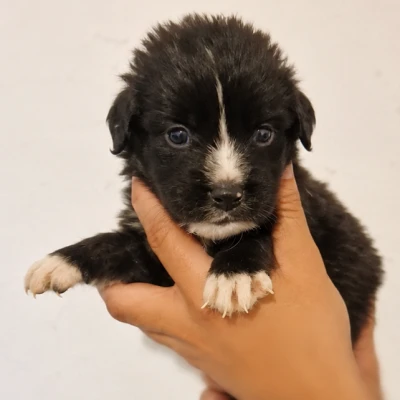 COSMO