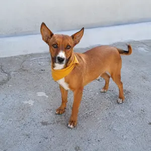 NANO