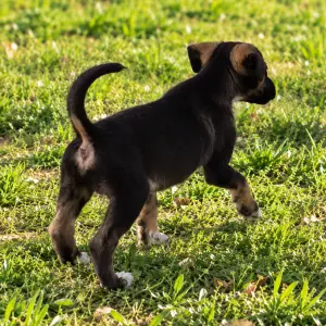 BAYA