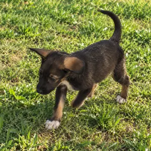 BAYA