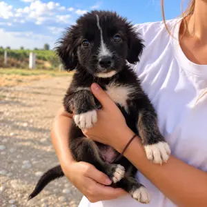 COSMO