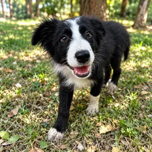 MAMBO