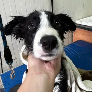 MAMBO