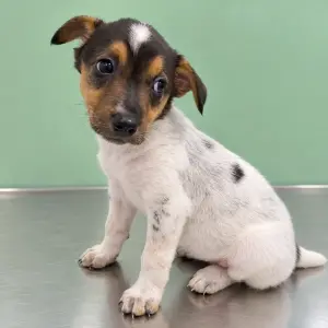 ZIMBA