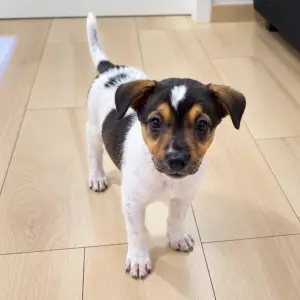 ZIMBA